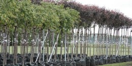 Կարբիի բնակչի տնկարանից մոտ 300 տնկի գողացողը համագյուղացին է եղել. բույսերի մի մասը հայտնաբերվել է