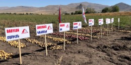 Շիրակի մարզում կարտոֆիլի նոր սերմեր են փորձարկել