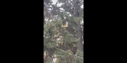 Գյումրիում եղևնու վրա բարձրացած տղամարդն ինքնահրկիզվել է