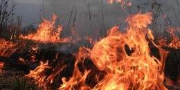 Բերդի անտառներում բռնկված հրդեհը դեռ չի մարվել. այրվում է 6 հա անտառածածկ տարածք