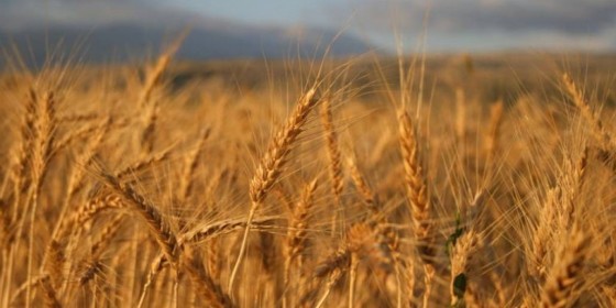 Արցախից հացահատիկի արտահանումն արգելվել է