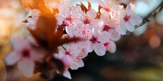 Սպասվում է առանց տեղումների եղանակ