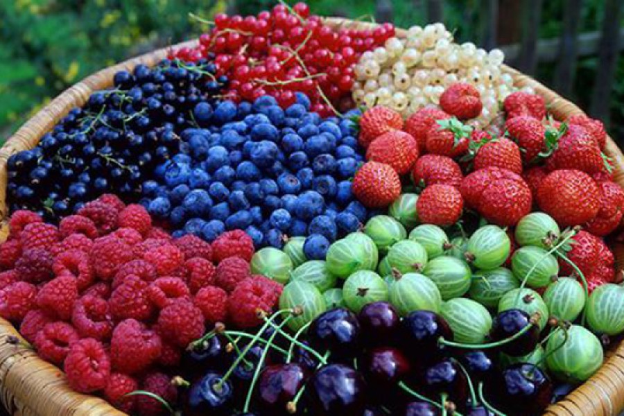 Ո՞ր հատապտուղներն են դանդաղեցնում ծերանալու պրոցեսը