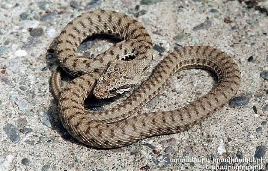 1 լորտու, 6 սահնօձ, 2 շահմար, 1 իժ. փրկարարներն անվտանգ տարածք են տեղափոխել օձերին