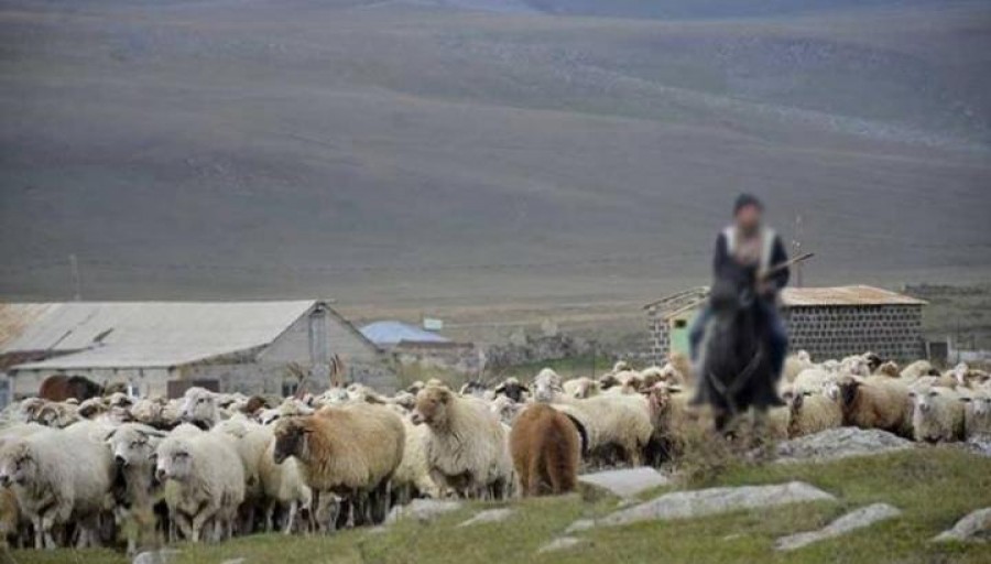 Ադրբեջանցիներն առևանգել են Տեղ համայնքի հովվին և իր ոչխարներին